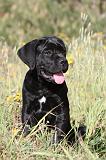 CANE CORSO 419